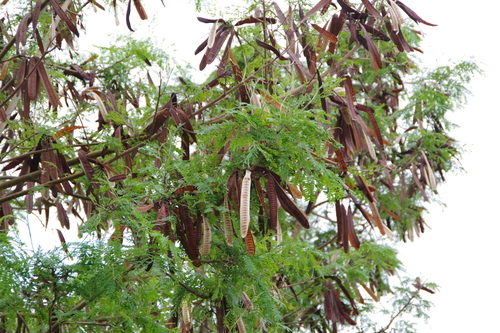 Leucaena leucocephala observed 2026-01-24