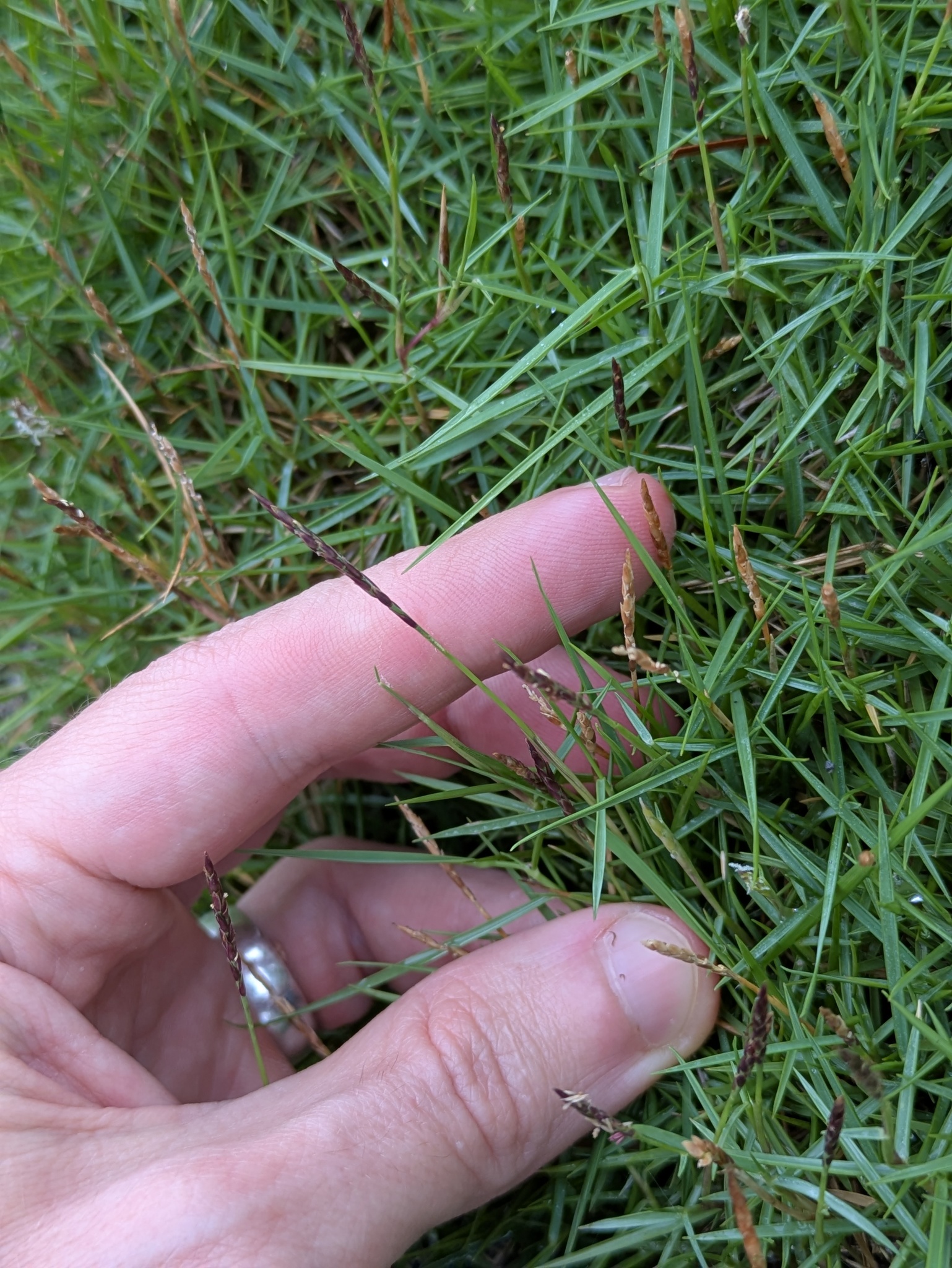 Manila Grass (Zoysia matrella)