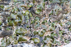 Placidium squamulosum