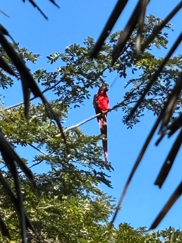 Scarlet macaws
