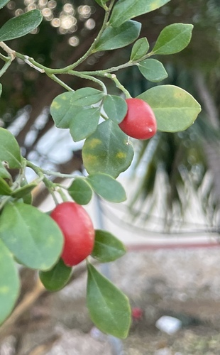 Orange Jasmine
