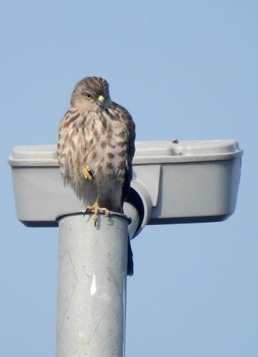 Indian shikra