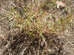 Scleria microcarpa