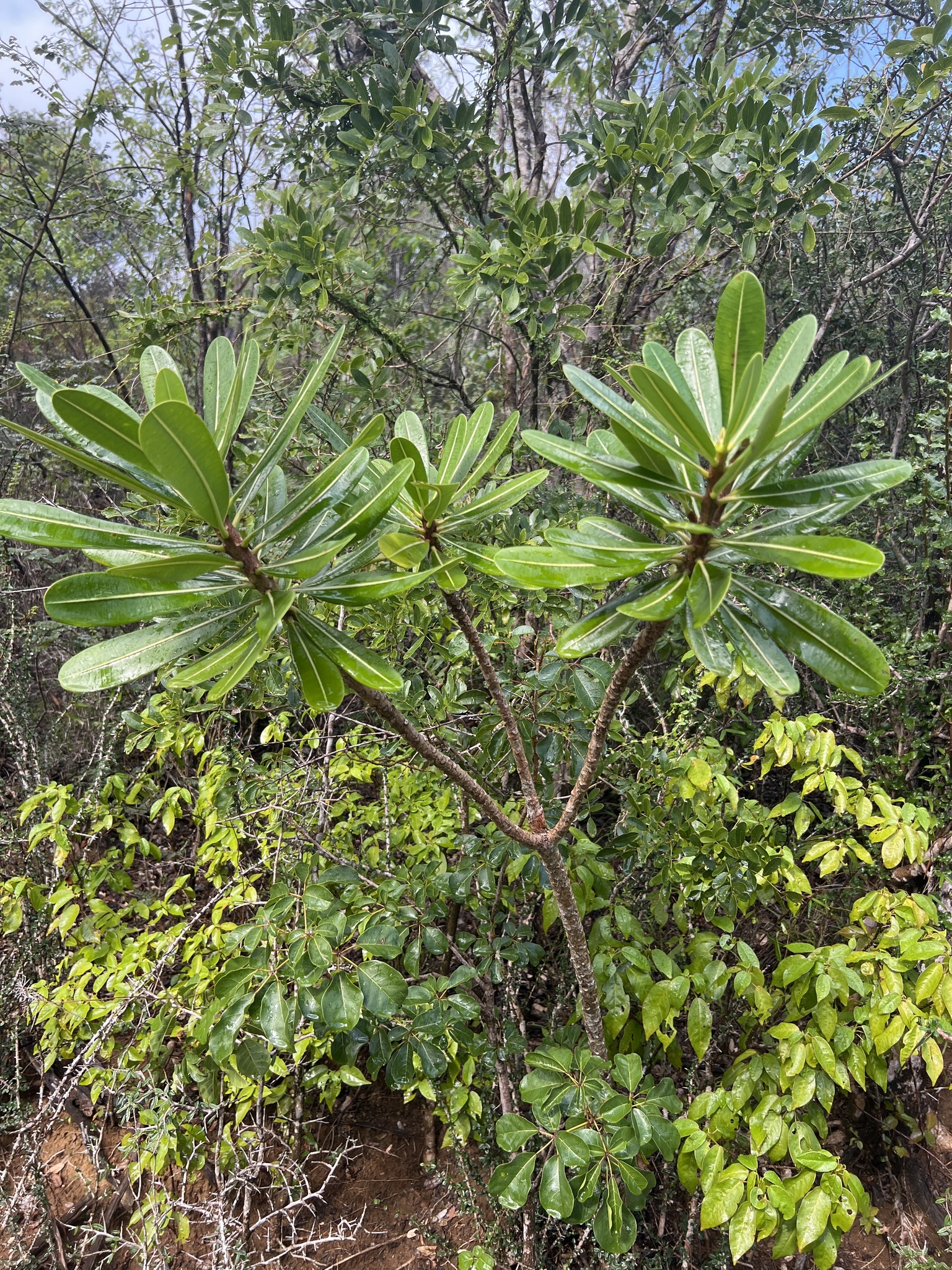 Singapore Frangipani (Plumeria obtusa)