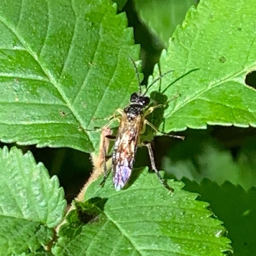 Small Yellow-girdled Tenthredo, Amsterdam Nieuw-West, Amsterdam, Nederland, photo 6 of 10