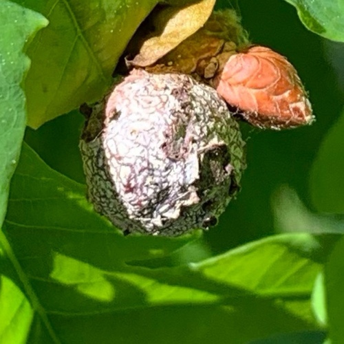 Cola Nut Gall Wasp, Amsterdam Nieuw-West, Amsterdam, Nederland, photo 10 of 10
