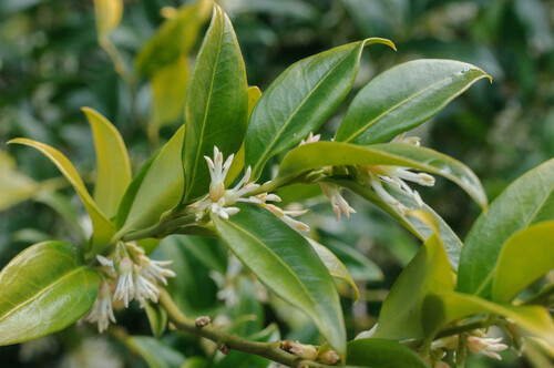 Sweet box (Sarcococca ruscifolia)