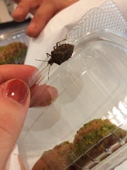 Halyomorpha halys