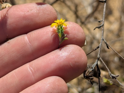 San Francisco lessingia (Lessingia germanorum)