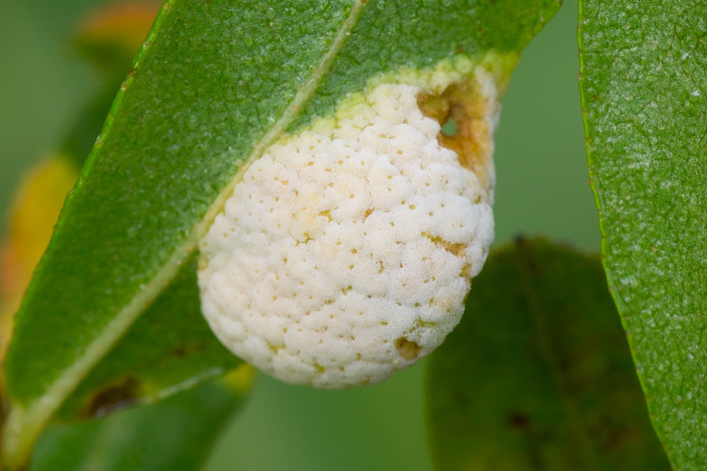 Exobasidium cassandrae