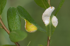 Exobasidium cassandrae