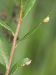 Exobasidium cassandrae