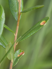 Exobasidium cassandrae