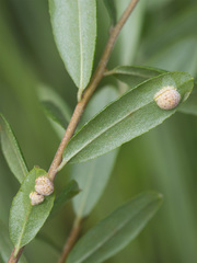 Exobasidium cassandrae