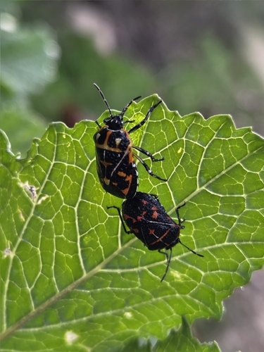 iNaturalist observation photo of Harlequin Bug