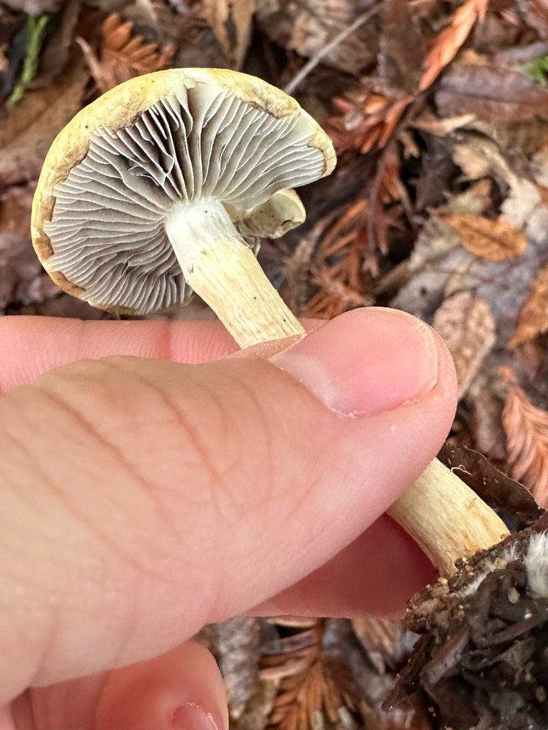 Leratiomyces percevalii · January 2026 · photo: © kcelshoff (iNaturalist, cc-by)