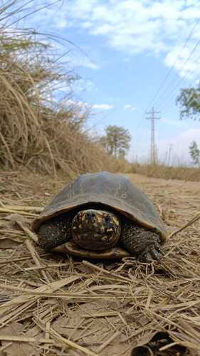 Black Pond Turtle