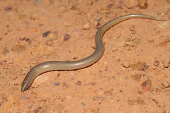 Lerista lineopunctulata
