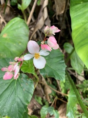 Begonia obliqua