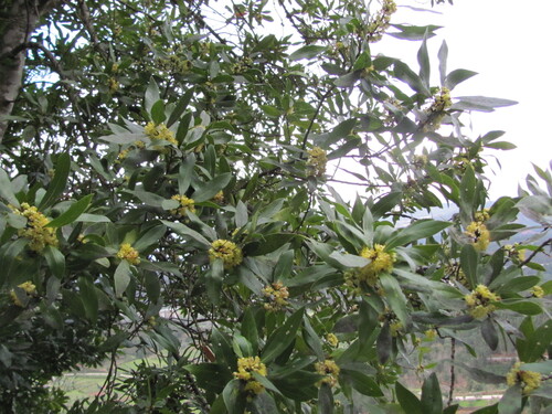Laurus nobilis