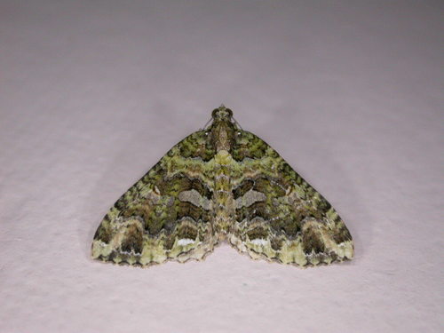 Dark Coprosma Carpet photo 4