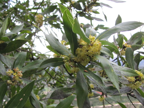 Laurus nobilis