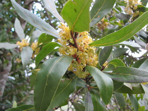 Laurus nobilis