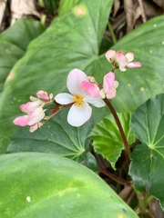 Begonia obliqua