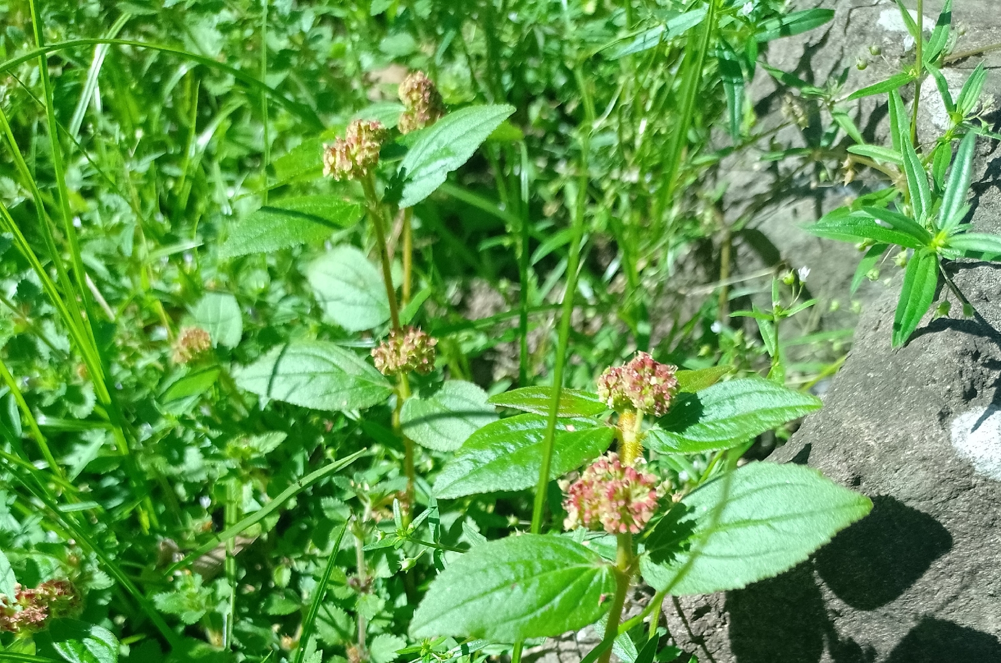 Euphorbia hirta