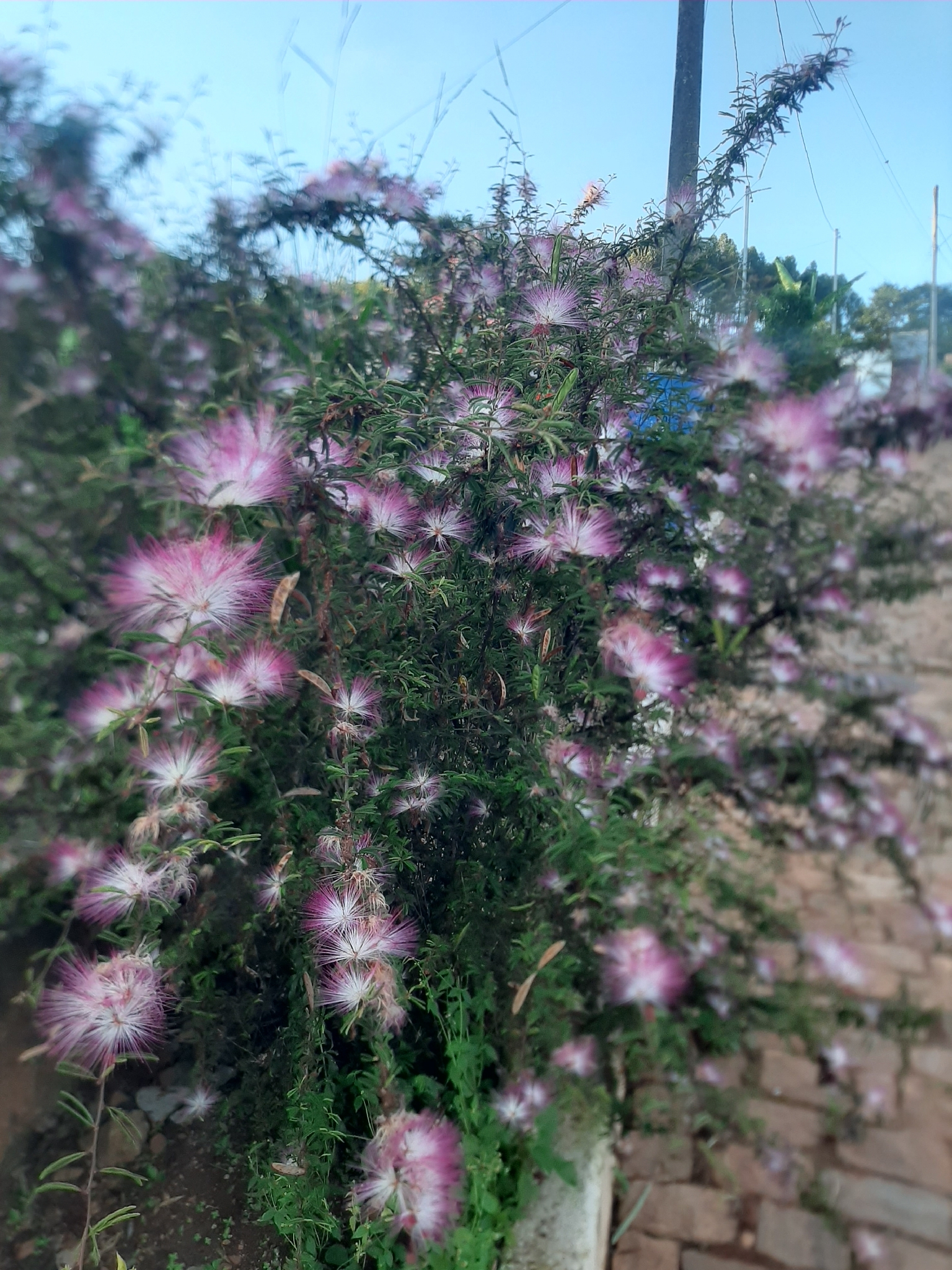 Calliandra selloi