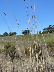 Alopecurus pratensis