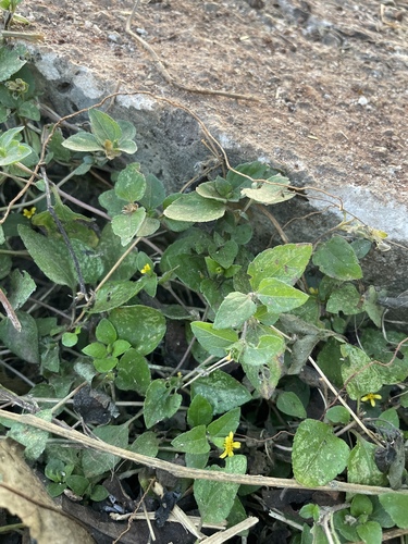 straggler daisy
