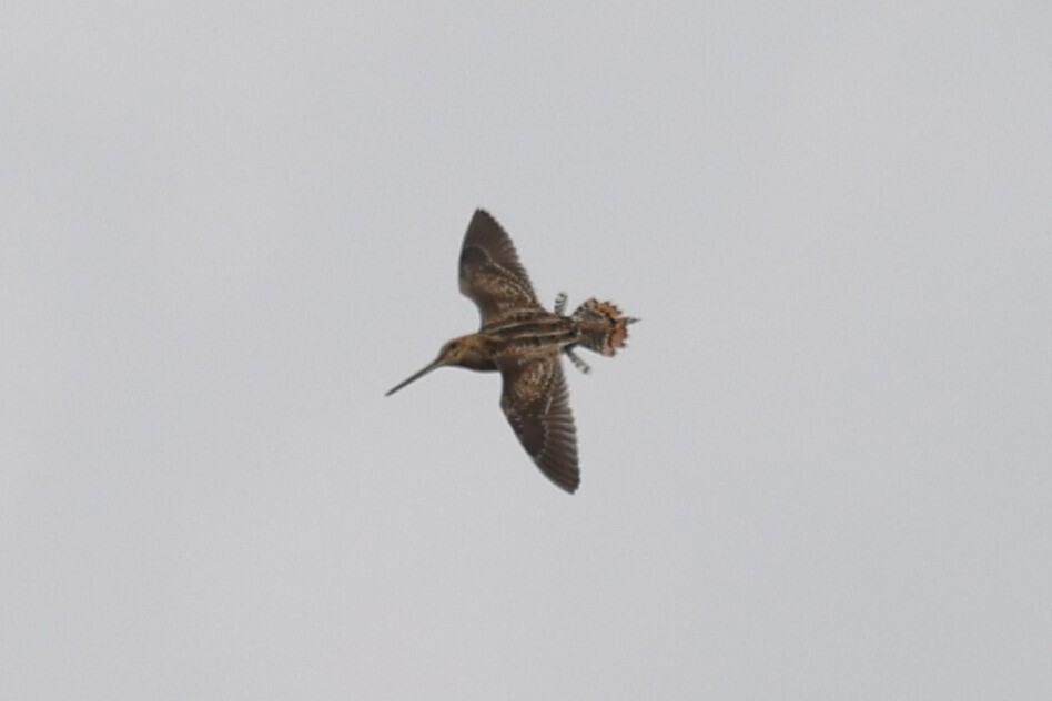 Faeroe Snipe