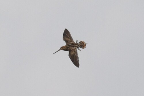 Faeroe Snipe