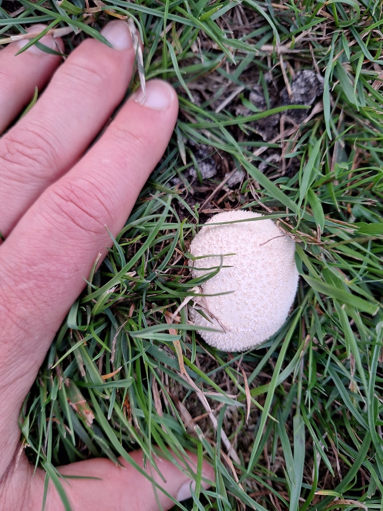 Lycoperdon pratense · January 2026 · photo: © heidimeudt (iNaturalist, cc-by)