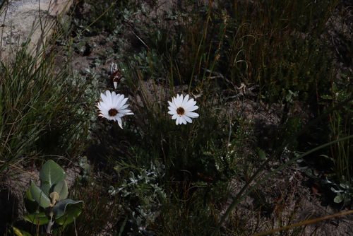 Dimorphotheca nudicaulis, photograph 2