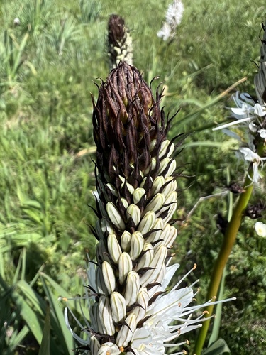 White Asphodel (Asphodelus albus)