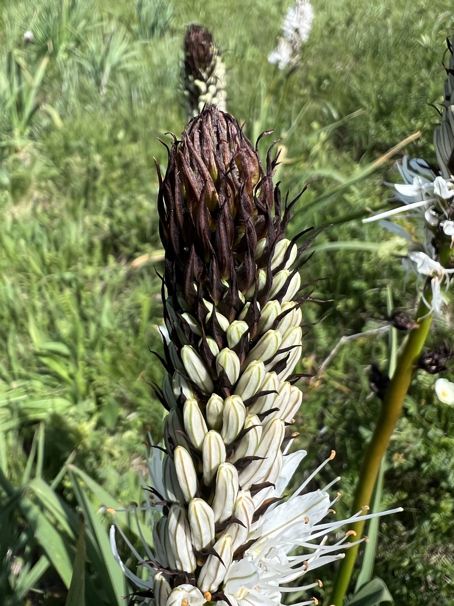 White Asphodel (Asphodelus albus)