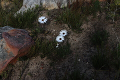 (c) Tony Rebelo, some rights reserved (CC BY-SA) Dimorphotheca nudicaulis, photograph (c) Tony Rebelo, some rights reserved (CC BY-SA)