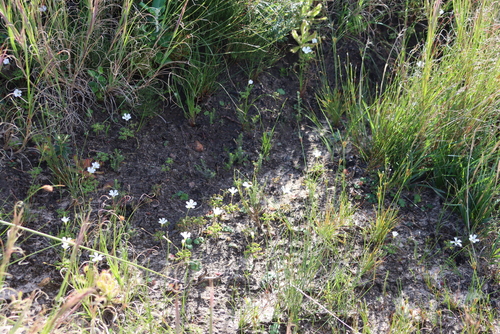 White Woolly Sorrel (Oxalis lanata)