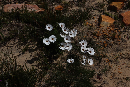 African oxeye (Dimorphotheca nudicaulis)