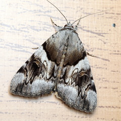 Catocala fulminea