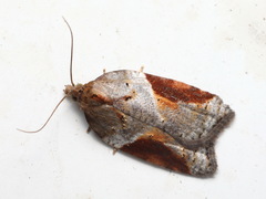 Acleris laterana
