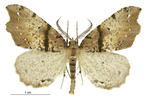 Brown fern moth photo 4