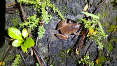 Microhyla achatina