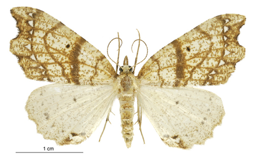 Brown fern moth photo 5
