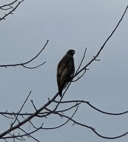 Red-tailed Hawk