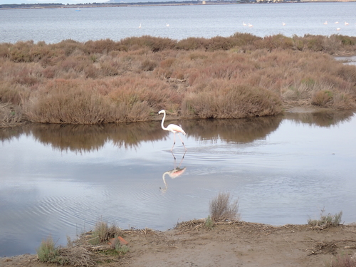 iNaturalist: (c) Claudio Ruiba, some rights reserved (CC BY-NC), uploaded by Claudio Ruiba iNaturalist image