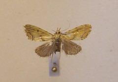 Glaucocharis auriscriptella