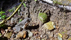 Limnonectes microdiscus